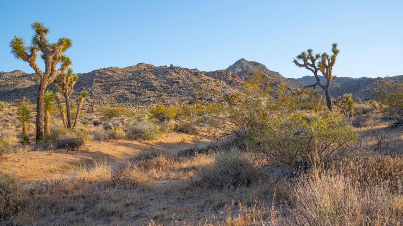 Experience Desert Serenity Gateway To Joshua Tree Dış mekan fotoğraf